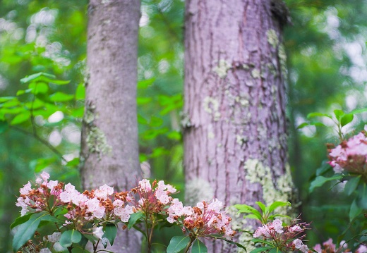 Red River Gorge, June 18, 2010